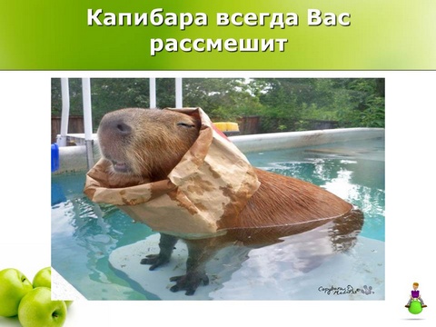 Капибара всегда Вас рассмешит